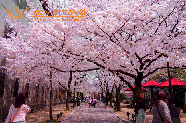 Du lịch nhật bản mùa hoa anh đào 2020 công viên ueno