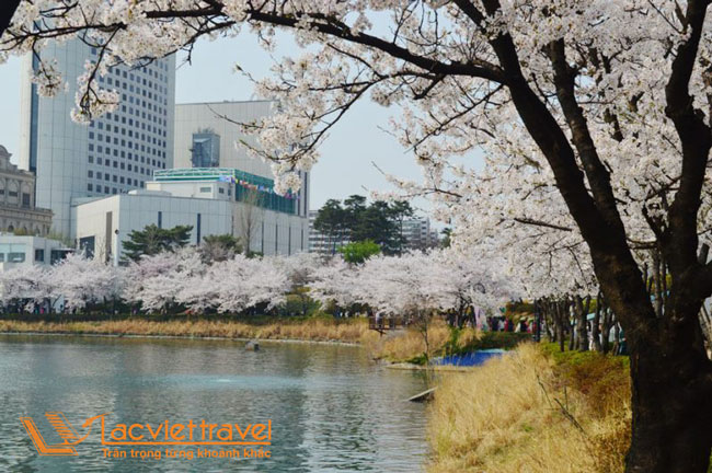 Ngắm hoa anh đào bên hồ Seokchon
