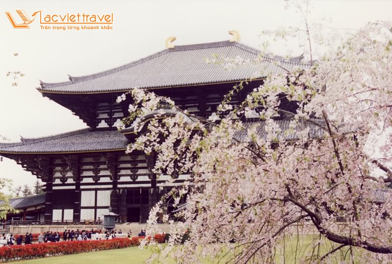 Du Lịch Nhật Bản Tết 2020 đền todaiji hoa anh đào